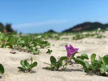 解生肖:安居吉祥庆年丰时交运泰财力进是什么动物准